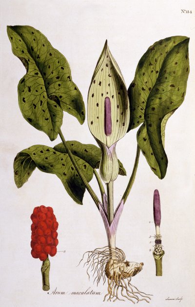 Arum Maculatum, Plate 114 from Flora Londiniensis by William Curtis, published 1775 by English School